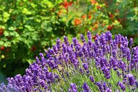 beautiful-natural-background-garden-with-blooming-lavender-flower